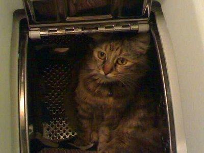 Mine qui attend le programme essorage... par Charly